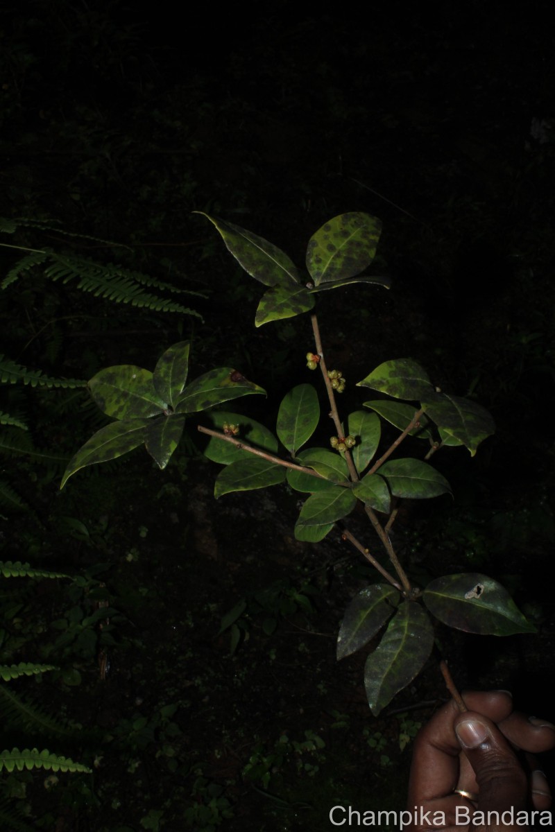 Actinodaphne molochina Nees